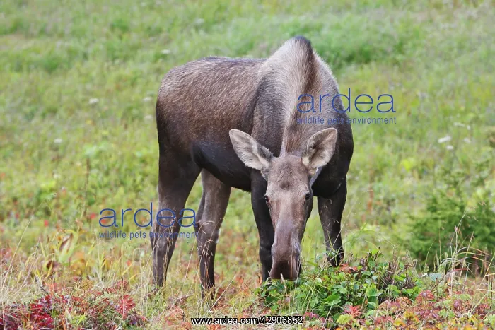 : Moose - female : Moose - female
