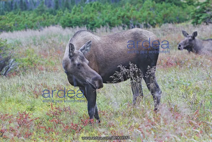  : Moose - female