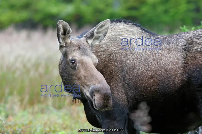  : Moose - female