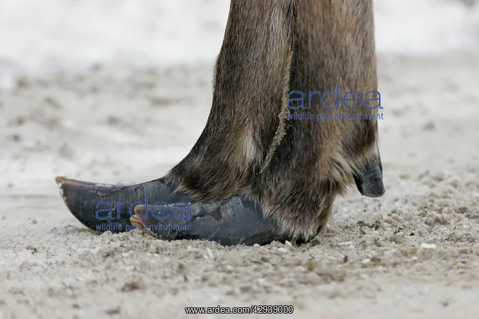 : Moose - female : Moose - female