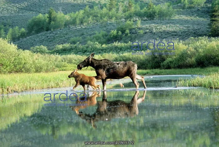 : MOOSE - female / cow with calf, crossing water : MOOSE - female / cow with calf, crossing water