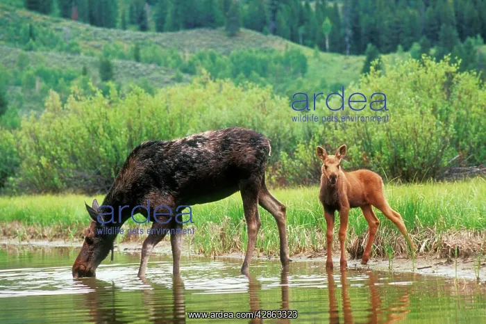 : MOOSE - female / cow drinking, with calf : MOOSE - female / cow drinking, with calf