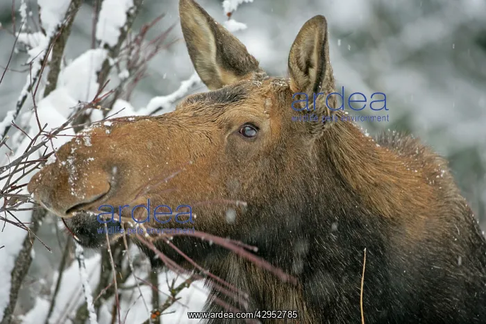  : Moose - female  /  Cow feeding on branches portrait closeu