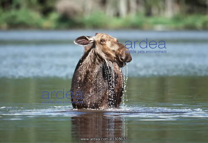 : MOOSE - female (Cow) in water : MOOSE - female (Cow) in water
