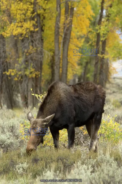 : Moose - Female grazing : Moose - Female grazing