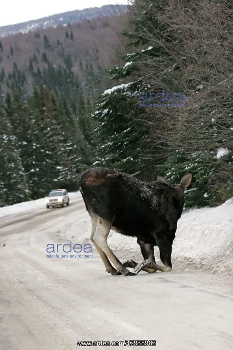 : Moose - female kneeling, licking salt / mineral : Moose - female kneeling, licking salt / mineral
