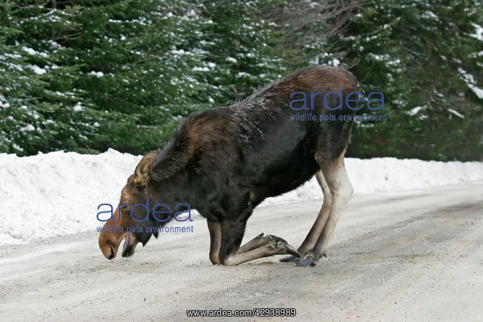  : Moose - female kneeling, licking salt  /  mineral