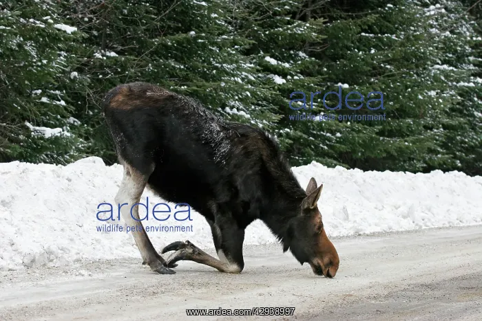 : Moose - female licking salt / mineral deposits from road : Moose - female licking salt / mineral deposits from road