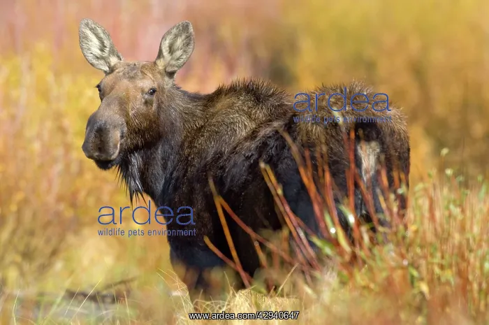 : Moose - Female looking back over shoulder : Moose - Female looking back over shoulder