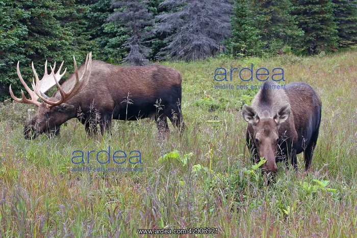  : Moose - Female and male 5-7 years