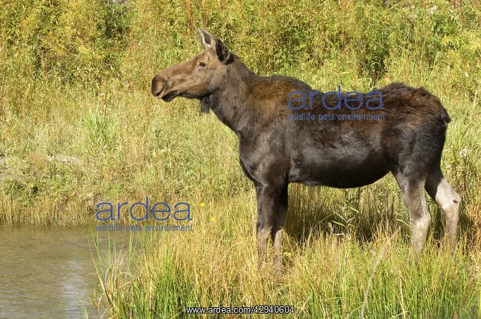  : Moose - Female standing at the waters edge
