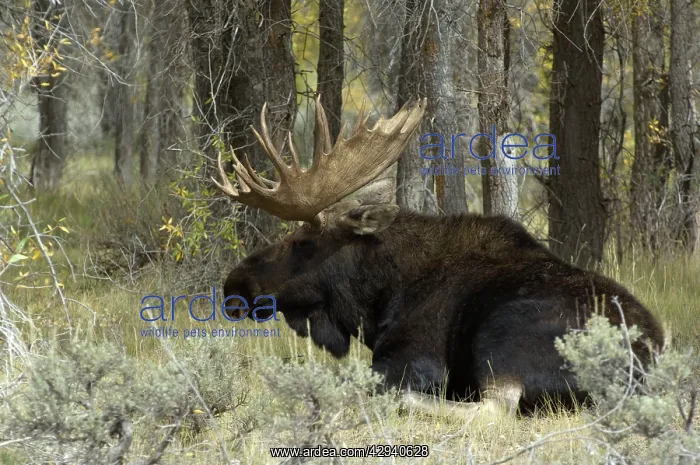 : Moose - Large bull lying down : Moose - Large bull lying down