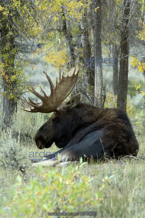 : Moose - Large bull lying down : Moose - Large bull lying down