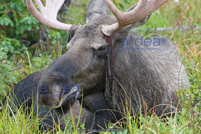: Moose - male about 3 years - losing his velvet : Moose - male about 3 years - losing his velvet