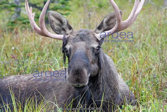 : Moose - male about 3 years - losing his velvet : Moose - male about 3 years - losing his velvet