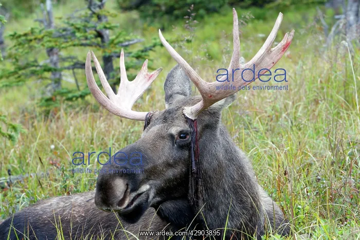 : Moose - male about 3 years - losing his velvet : Moose - male about 3 years - losing his velvet