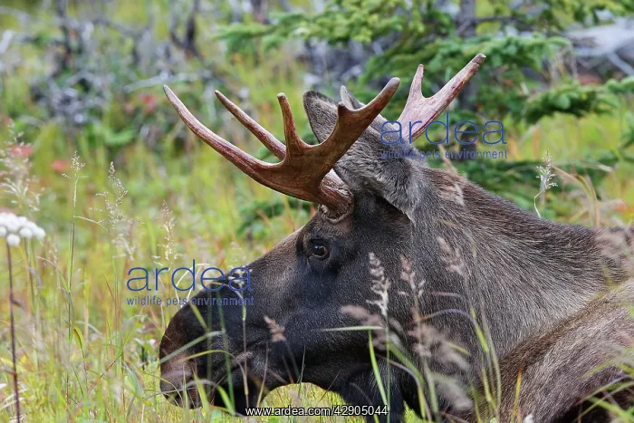 : Moose - male about 3 years old - losing his velvet : Moose - male about 3 years old - losing his velvet