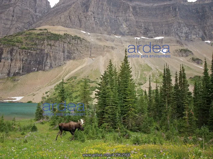 : Moose - male : Moose - male