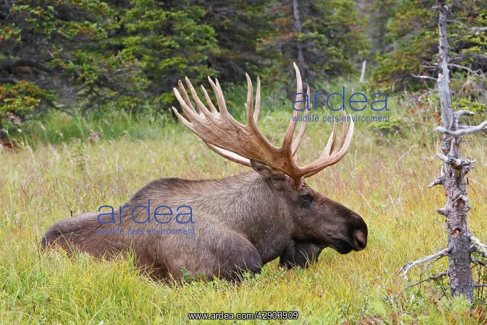 : Moose - male 5-7 years : Moose - male 5-7 years