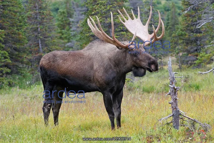 : Moose - male 5-7 years : Moose - male 5-7 years