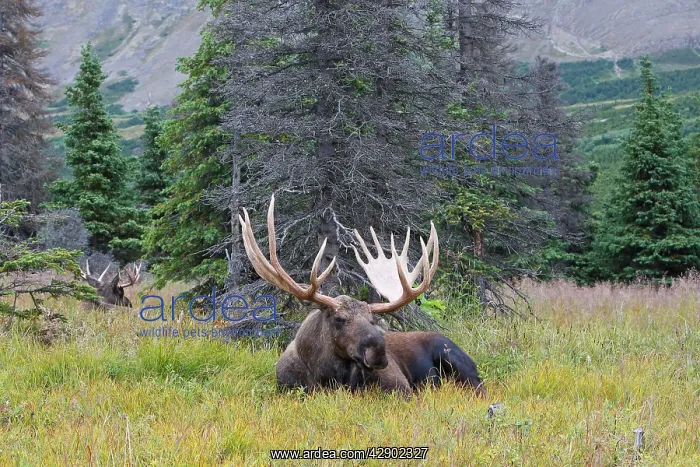 : Moose - male 5-7 years old : Moose - male 5-7 years old