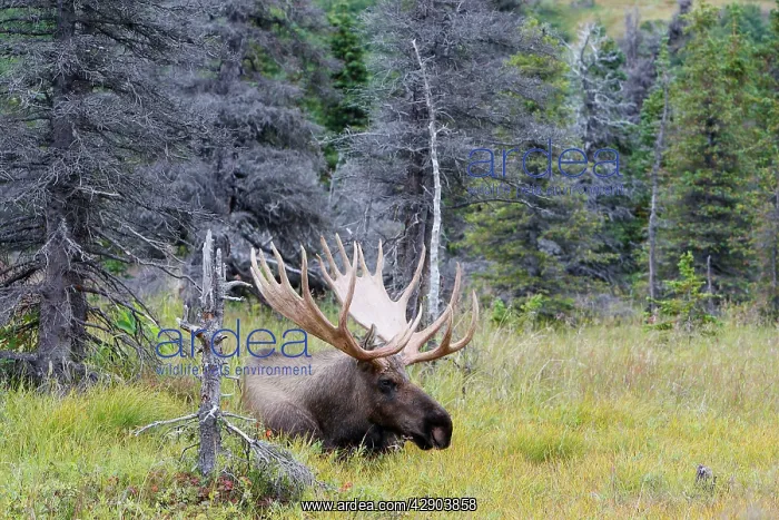 : Moose - male 5-7 years old : Moose - male 5-7 years old
