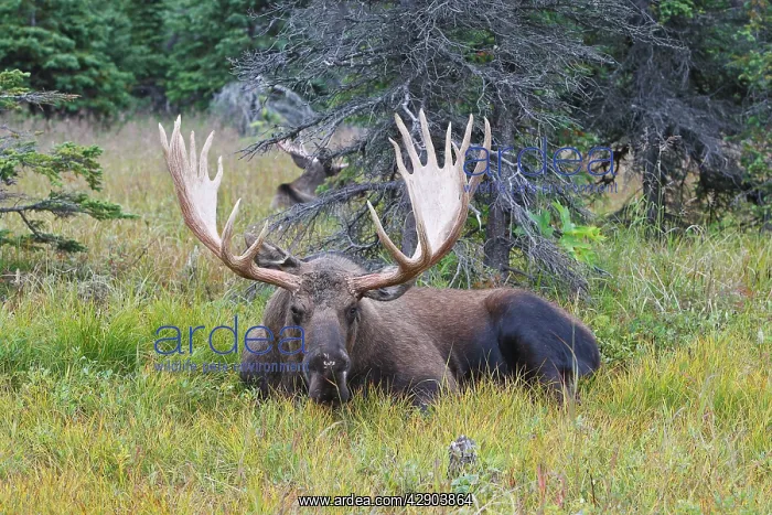 : Moose - male 5-7 years old : Moose - male 5-7 years old