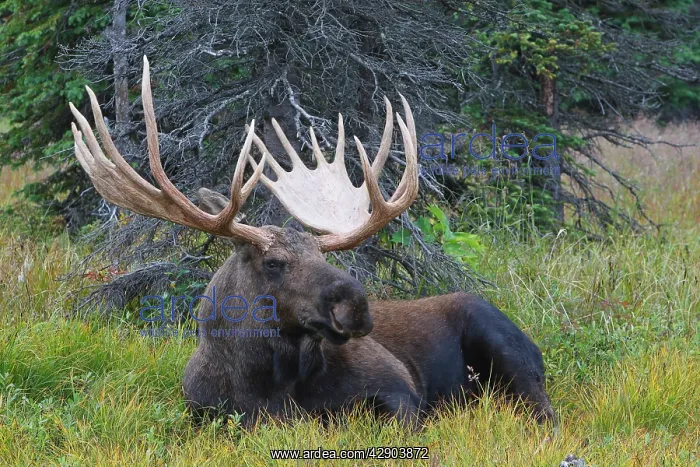 : Moose - male 5-7 years old : Moose - male 5-7 years old
