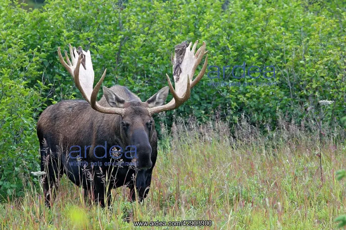  : Moose - male 5-7 years with the remains of velvet