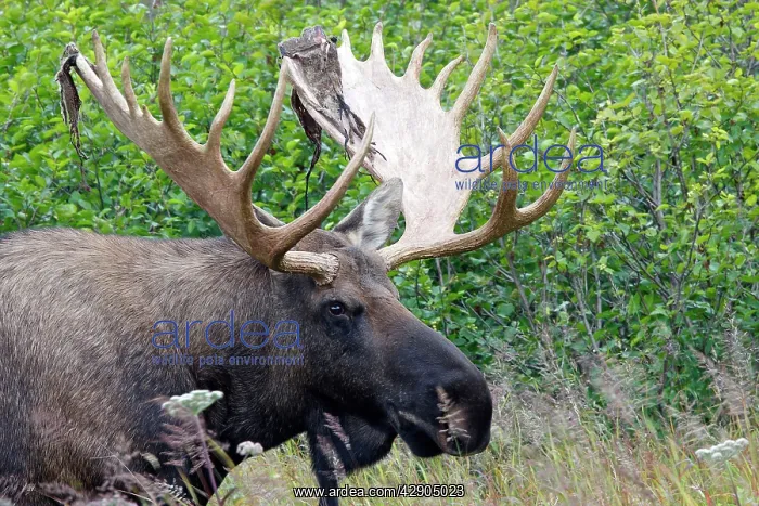: Moose - male 5-7 years with the remains of velvet : Moose - male 5-7 years with the remains of velvet
