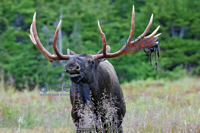 : Moose - male 5 to 7 years seeking female : Moose - male 5 to 7 years seeking female