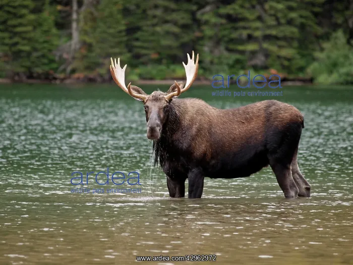 : Moose - male in water : Moose - male in water