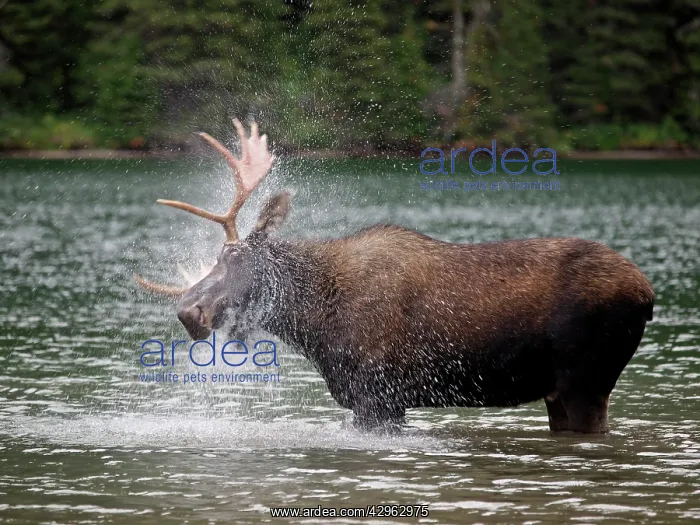 : Moose - male in water : Moose - male in water