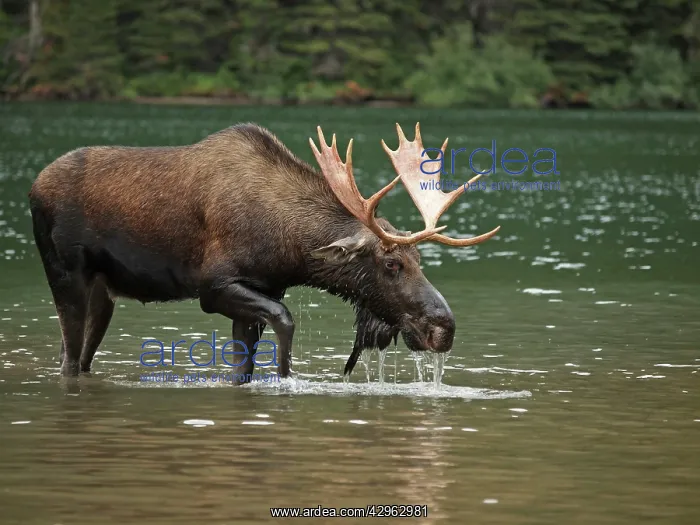 : Moose - male in water : Moose - male in water