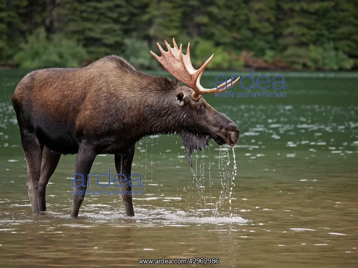 : Moose - male in water : Moose - male in water