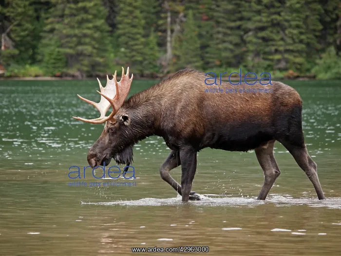: Moose - male in water : Moose - male in water
