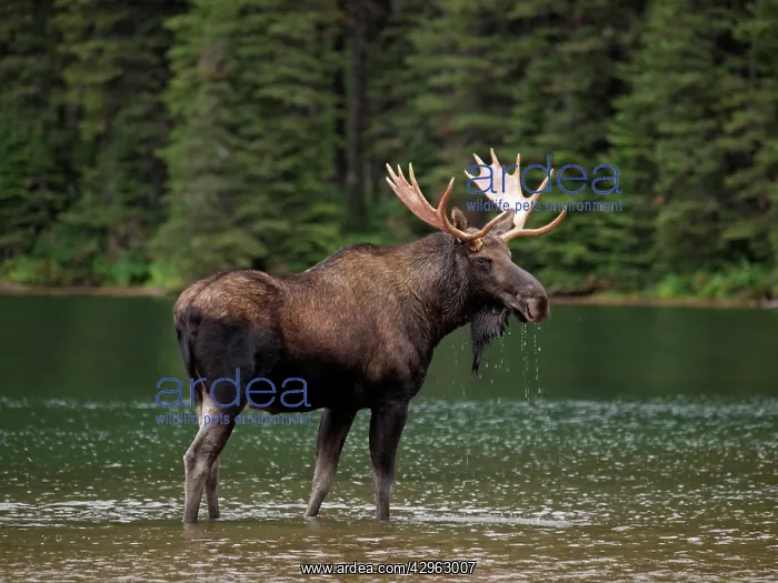: Moose - male in water : Moose - male in water