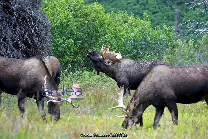  : Moose - males