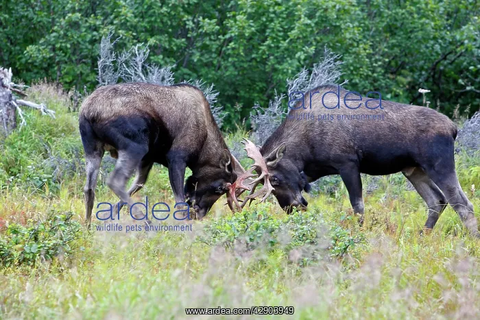 : Moose - males approximately 2 to 3 years old - fighting : Moose - males approximately 2 to 3 years old - fighting