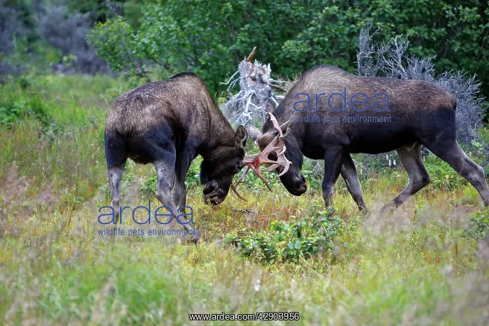 : Moose - males approximately 2 to 3 years old - fighting : Moose - males approximately 2 to 3 years old - fighting