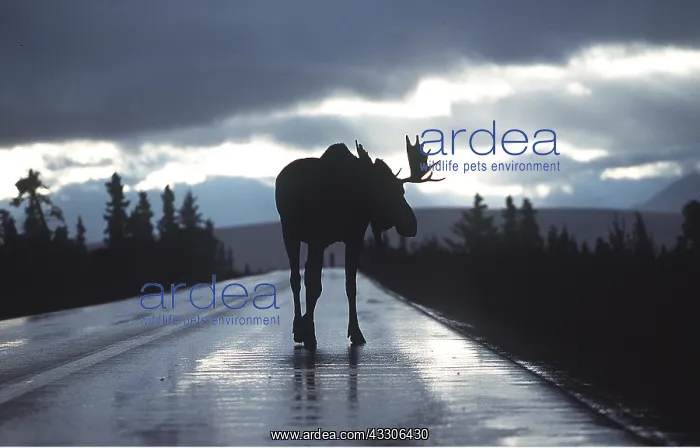  : MOOSE - in middle of road