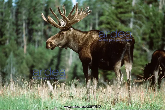 : MOOSE - sideview tree behind : MOOSE - sideview tree behind