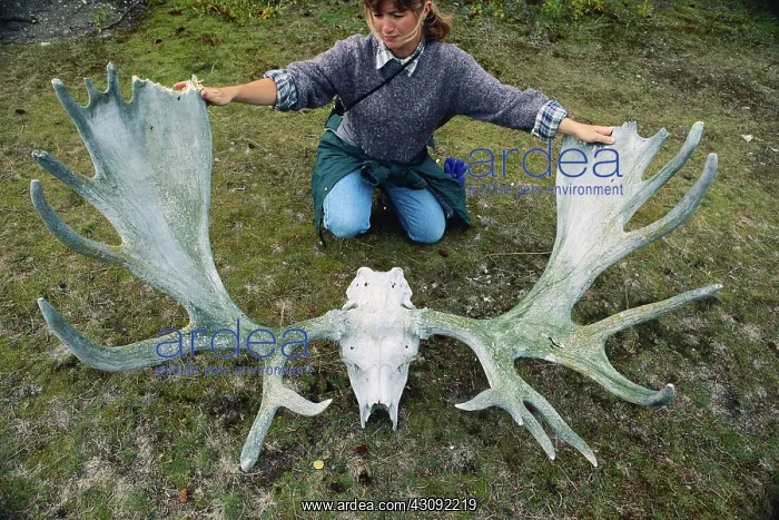 : Moose skull : Moose skull