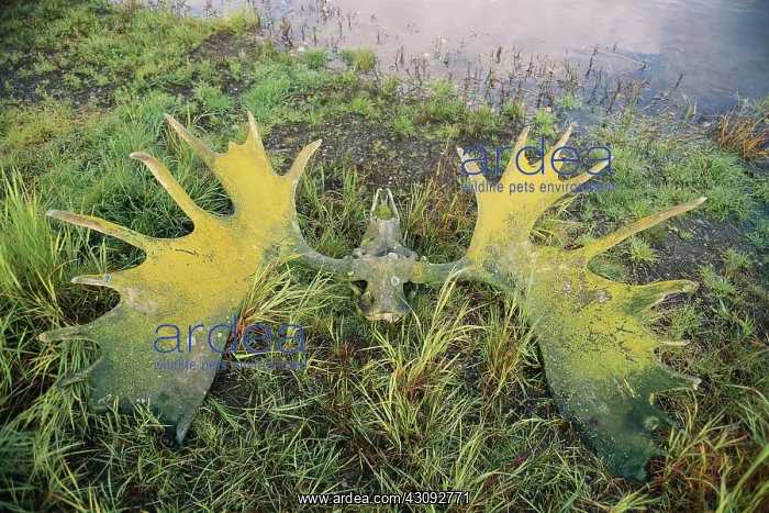  : Moose skull