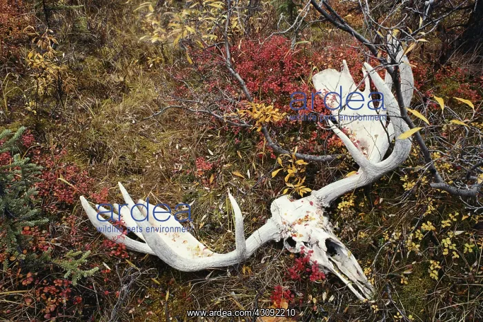 : Moose skull and antlers : Moose skull and antlers
