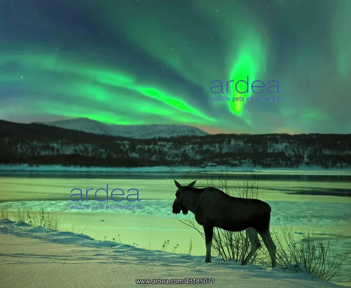 : Moose at Tysfjord with northern lights in Norway : Moose at Tysfjord with northern lights in Norway