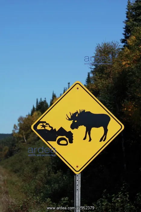 : Moose warning traffic sign : Moose warning traffic sign