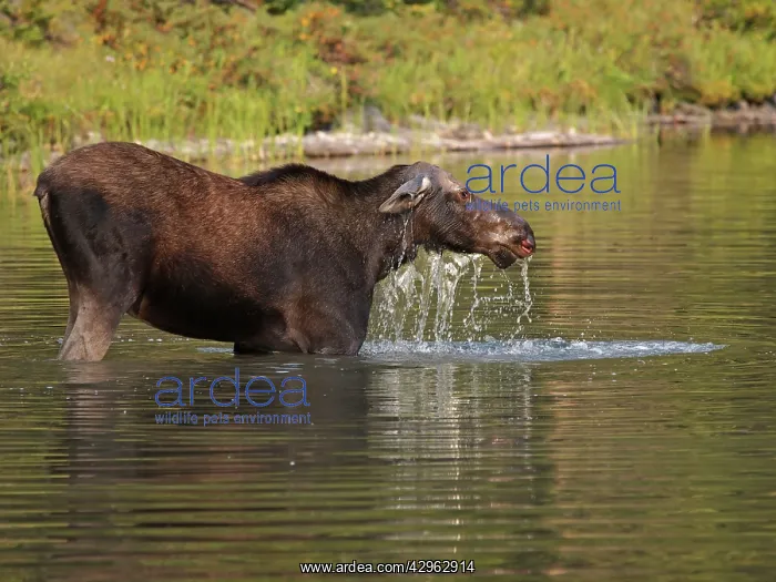 : Moose - in water : Moose - in water