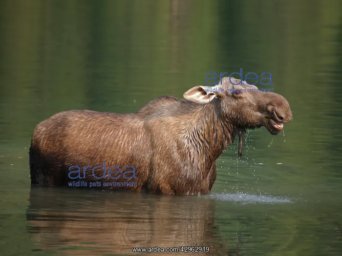 : Moose - in water : Moose - in water