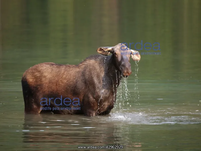 : Moose - in water : Moose - in water